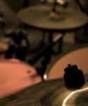 Indie Studio Drummer – Free Loops